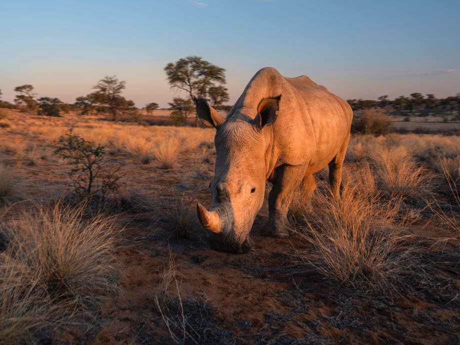 Rhino Namibia