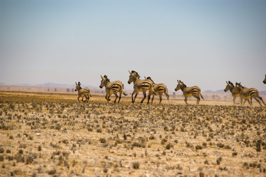 Zebras Namibia