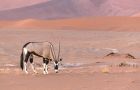 Gemsbok Namibia Desert