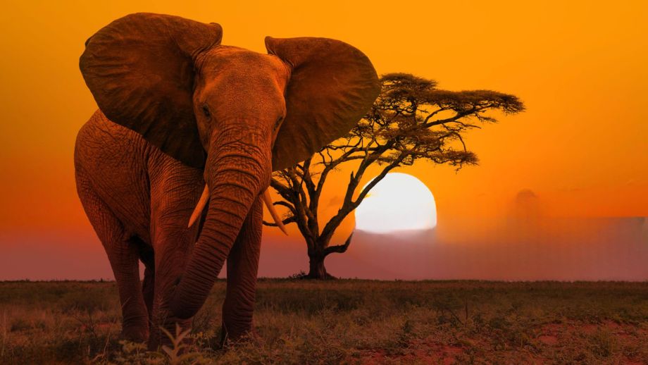 Elephant Sunset Namibia