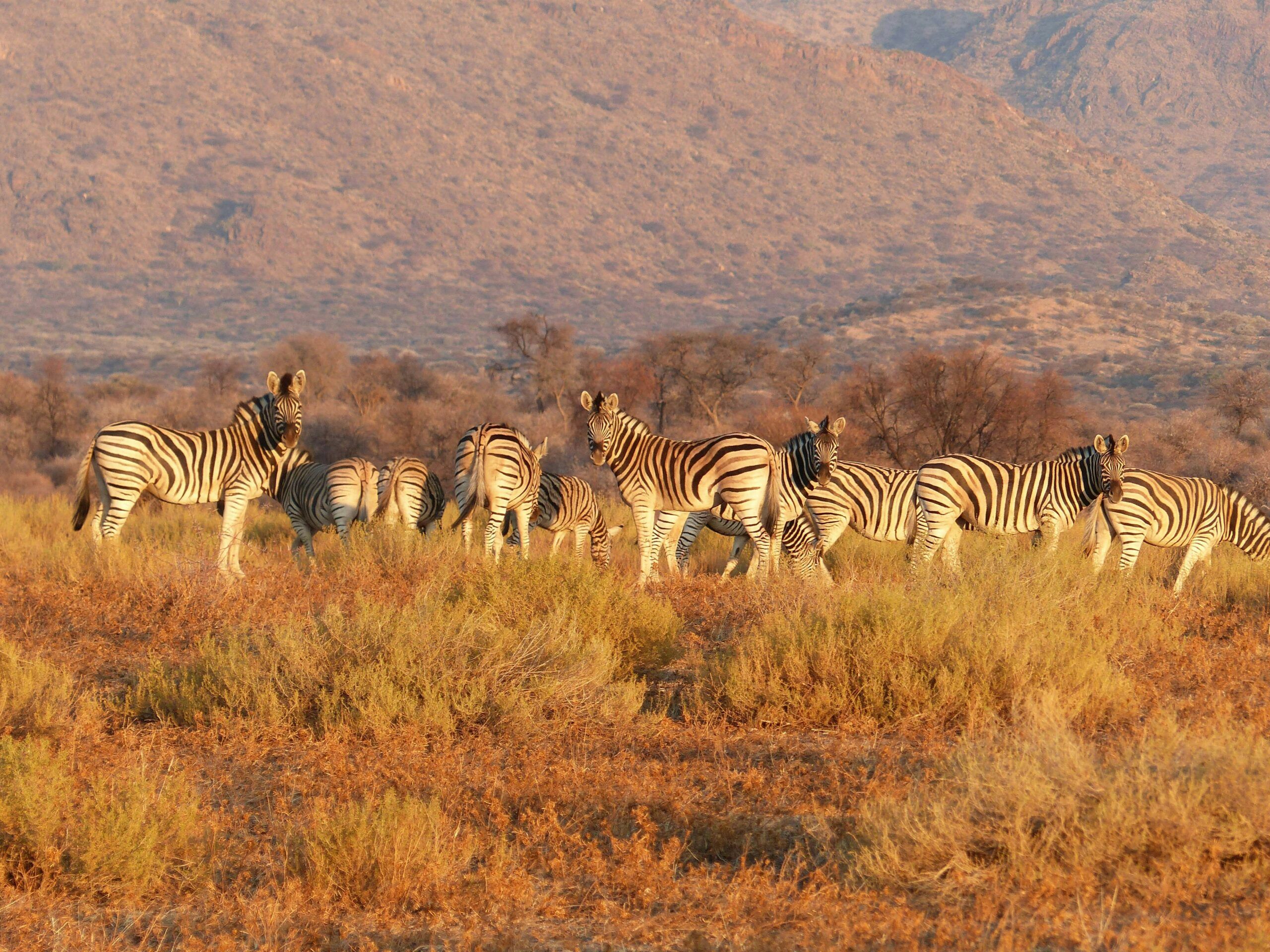 Zebras Namibia