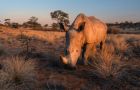 Rhino Namibia