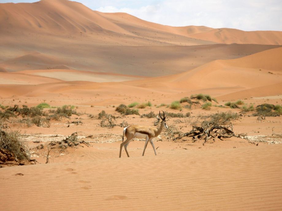 Antelope Namibia Desert