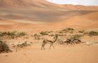 Antelope Namibia Desert
