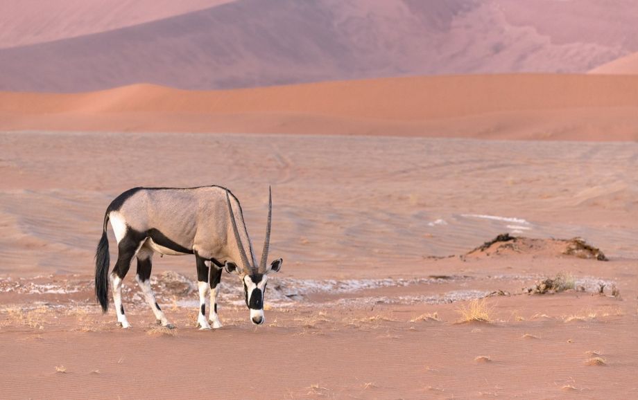 Gemsbok Namibia Desert