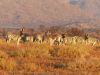 Zebras Namibia