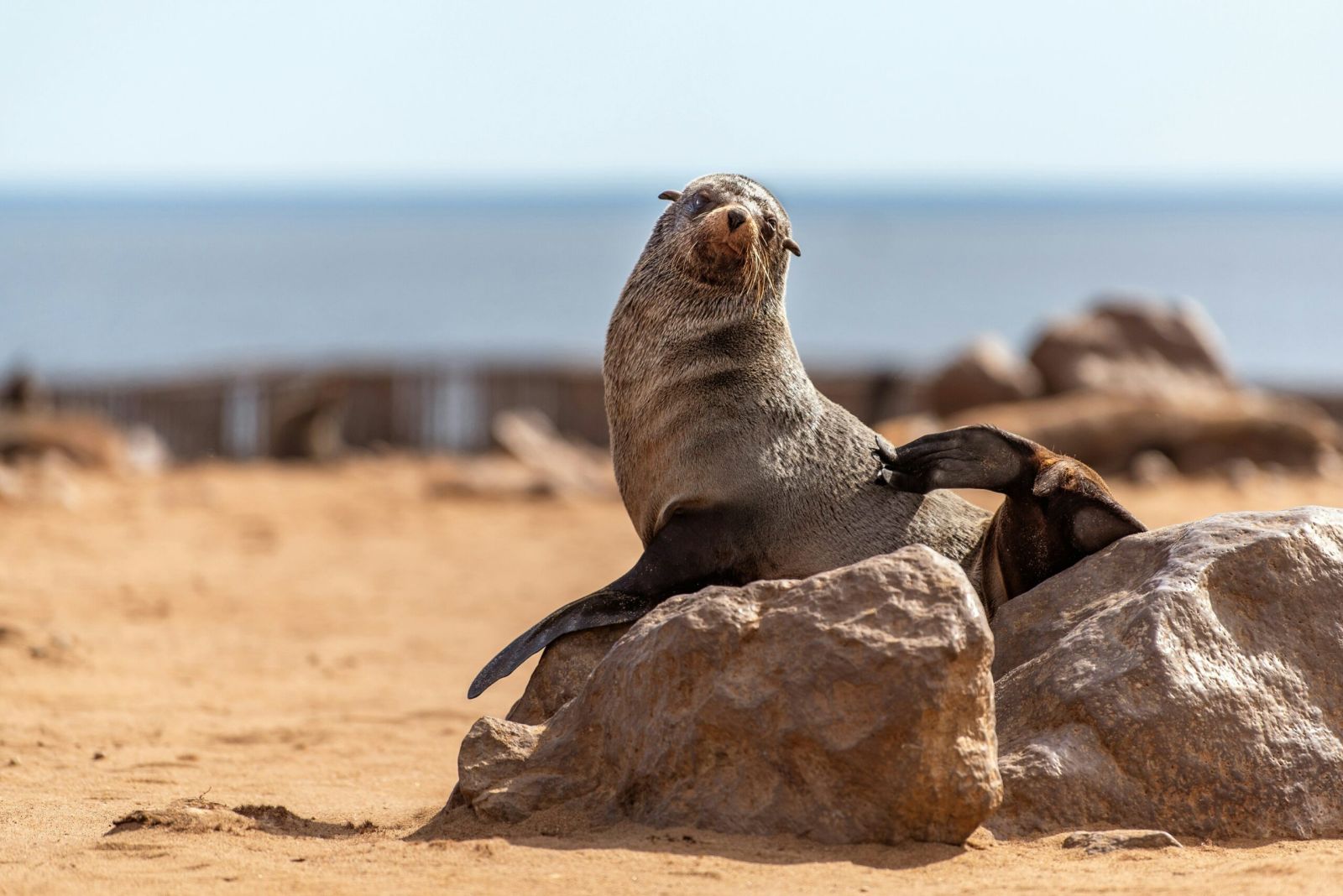 Seal Namibia