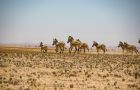 Zebras Namibia