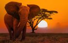 Elephant Sunset Namibia